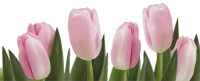 WEBP