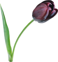 WEBP