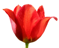 WEBP