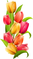WEBP