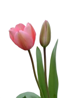 WEBP
