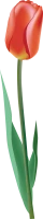 WEBP