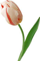 WEBP