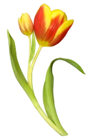 WEBP