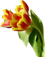 WEBP