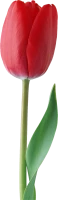 WEBP