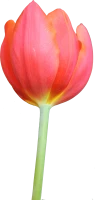 WEBP