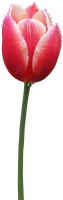 WEBP