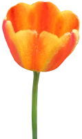 WEBP