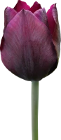WEBP
