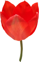 WEBP
