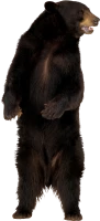 WEBP