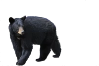 WEBP