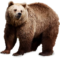 WEBP