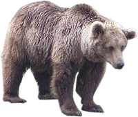 WEBP
