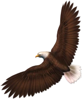WEBP