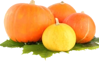 WEBP