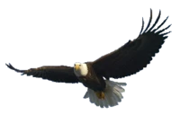 WEBP