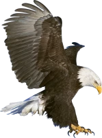 WEBP