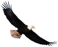 WEBP
