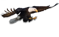 WEBP