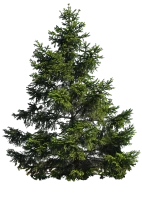 WEBP