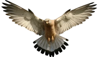WEBP
