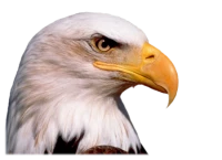 WEBP