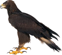 WEBP