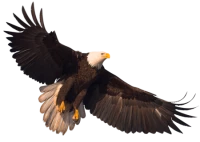WEBP