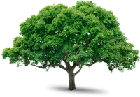 WEBP