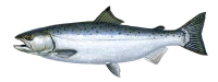 WEBP