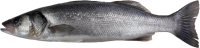 WEBP