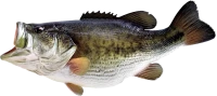 WEBP