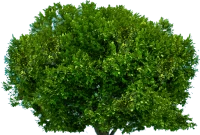 WEBP