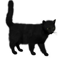 WEBP