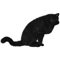 WEBP