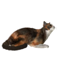 WEBP