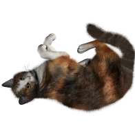 WEBP