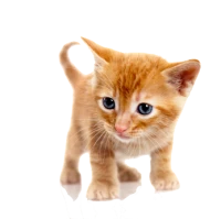 WEBP