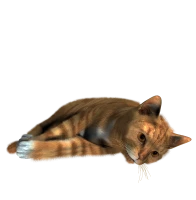 WEBP