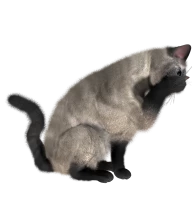 WEBP