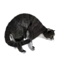 WEBP
