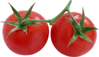 WEBP