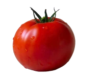 WEBP