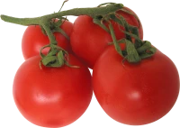 WEBP