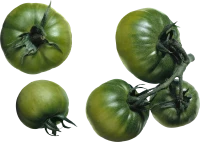 WEBP