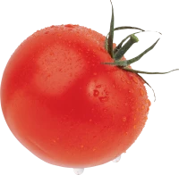 WEBP