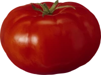 WEBP