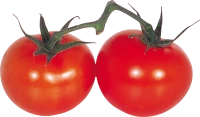 WEBP
